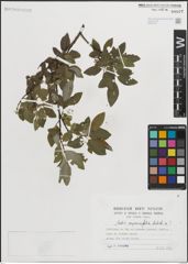 Foto von Salix myrsinifolia Salisb.